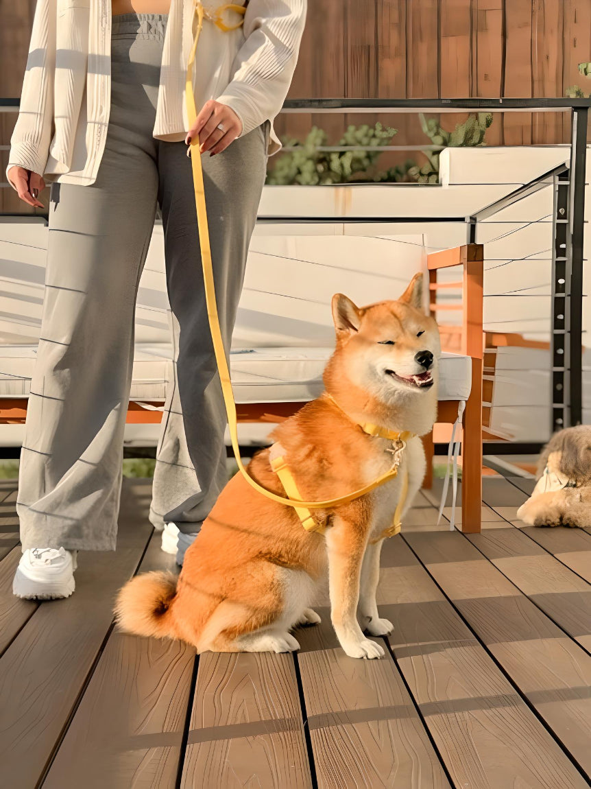 Harnais chien Y, confortable, ajustable, robuste, anneaux D, sans traction.