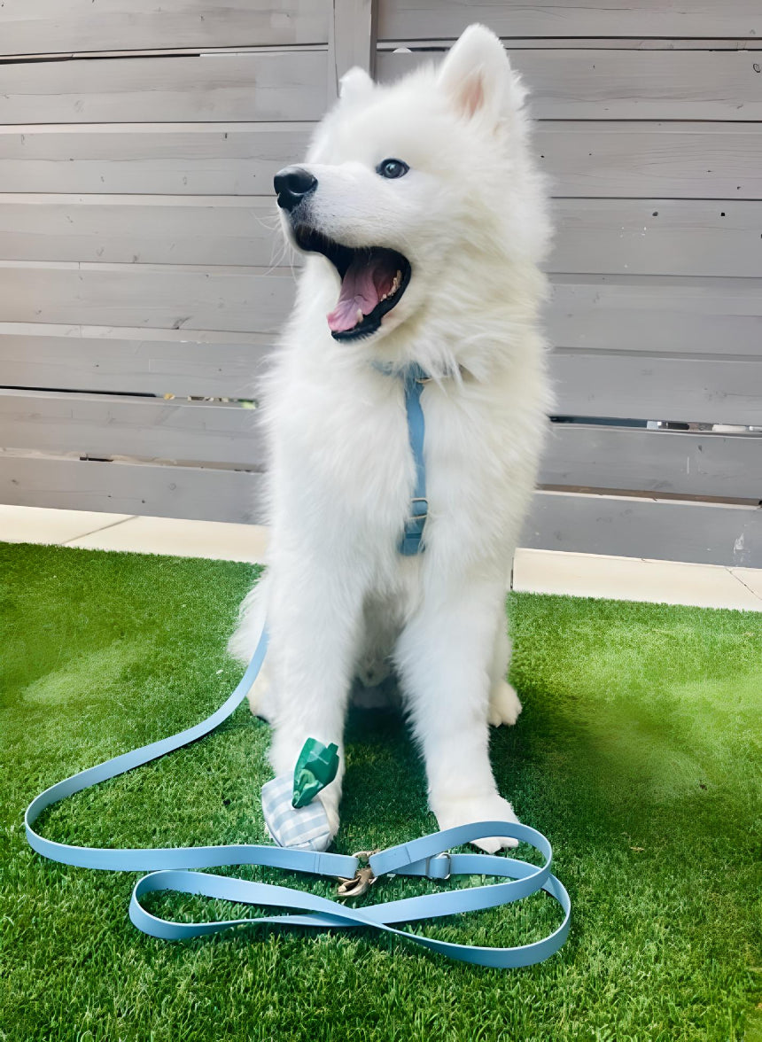 harnais-laisse-y-chien-impermeable-bleu-yoyoandco.