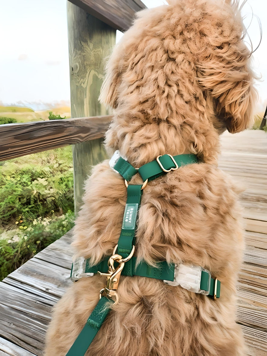 harnais-y-laisse-chien-vert-impermeable-yoyoandco.