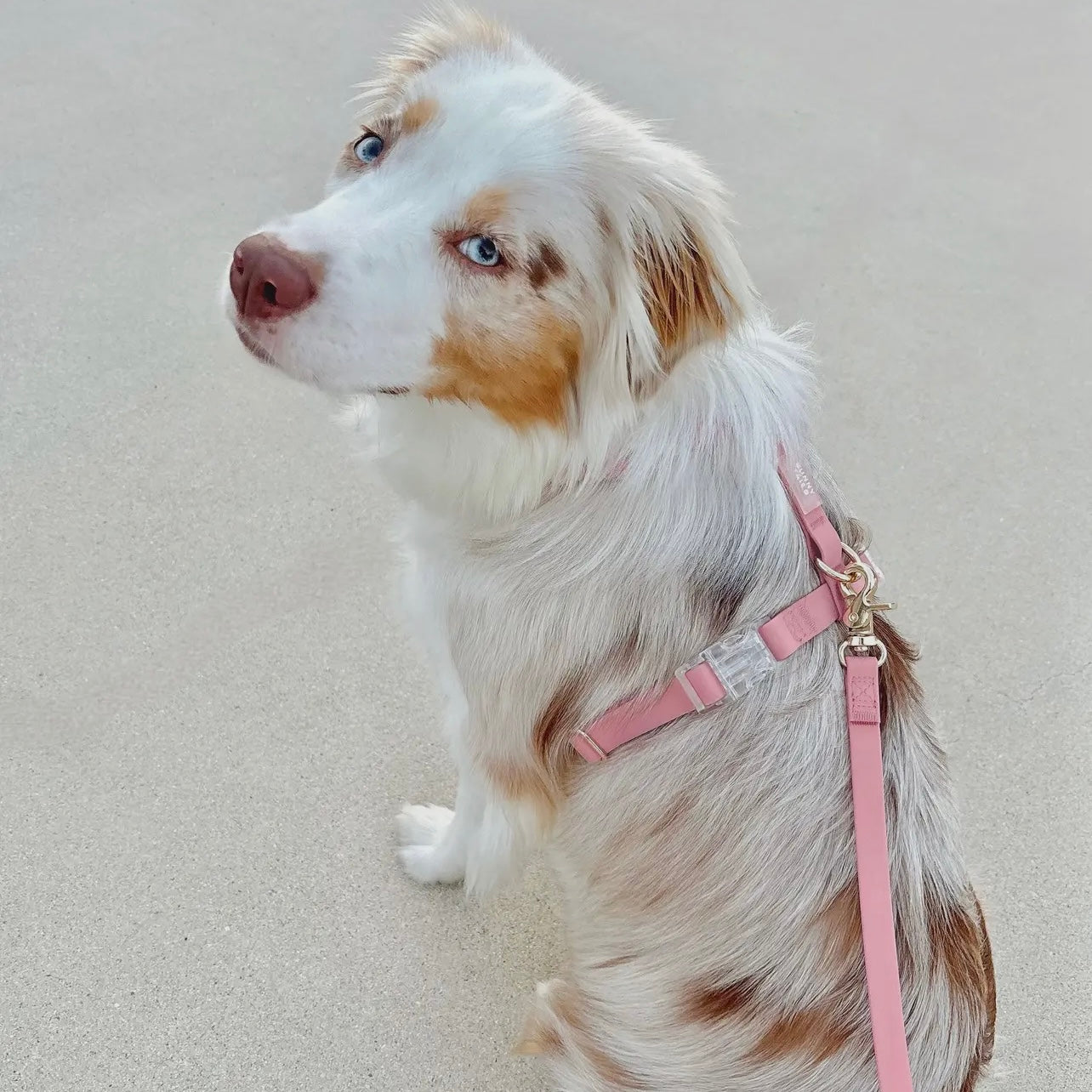 HARNAIS IMPERMÉABLE REGLABLE POUR CHIEN - ROSE