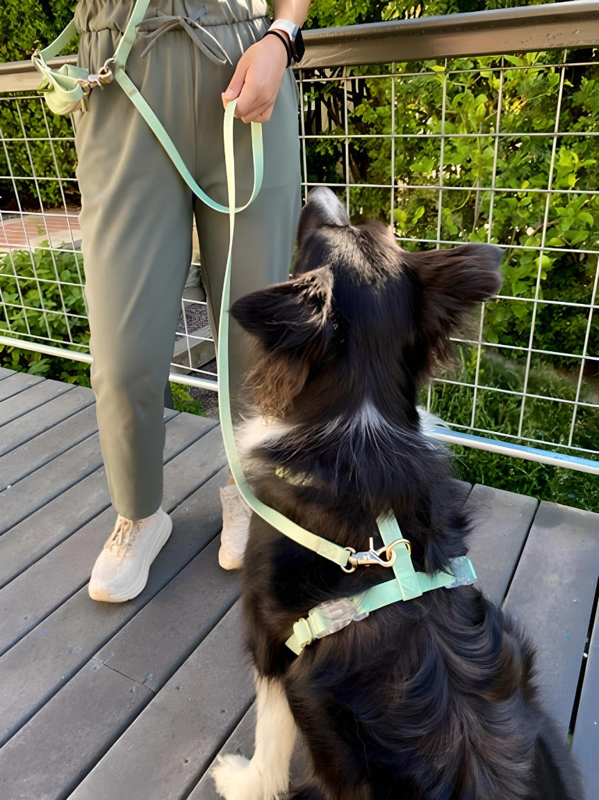 harnais-y-laisse-chien-pistache-impermeable-yoyoandco.