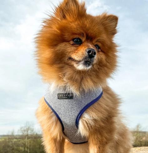 harnais-chien-tweed-bleu-yoyoandco.