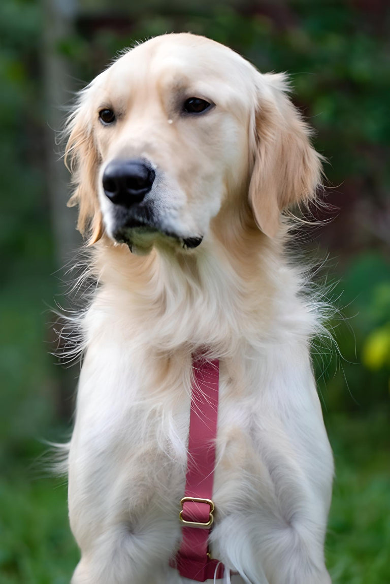 harnais-y-chien-rose-impermeable-yoyoandco. 